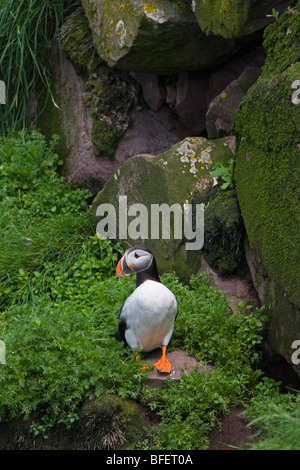 Papageitaucher (Fratercula Arctica) Zucht Erwachsener an Verschachtelung Kolonie Gull Island Witless Bay ökologische Reserve Neufundland Ca Stockfoto