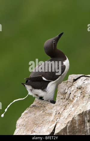 Common Murre (Uria Aalge), Erwachsene in der Zucht Gefieder, Stuhlgang, Cape St. Mary's ökologische Reserve, Neufundland, Kanada Stockfoto