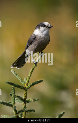 Grau-Jay (Perisoreus Canadensis) in der Nähe von Mains, Neufundland, Kanada Stockfoto