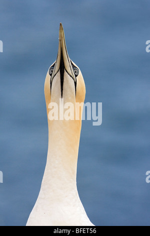 Basstölpel (Morus Bassanus) Skypointing vor dem ausziehen im Flug Bonaventure Insel Bonaventure Island und Perce Rock Stockfoto