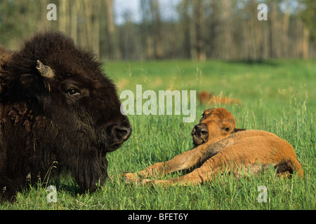 Plains Bisons (Bison Bison Bison) Kuh und Kalb, Elk Island National Park, Alberta, Kanada Stockfoto