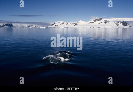 Buckelwale (Impressionen Novaeangliae) Kuh und Kalb, Gerlache Strait, Antarktis Stockfoto