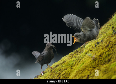 Amerikanische Wasseramseln (Cinclus Mexicanus) Erwachsenen Fütterung Lachs Braten, junge, Tamihi Creek, British Columbia, Kanada Stockfoto