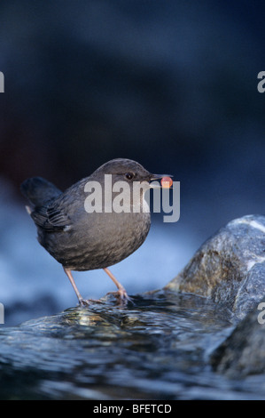 Amerikanische Wasseramseln (Cinclus Mexicanus) Silberlachs Ei, Borden Creek, British Columbia, Kanada Stockfoto