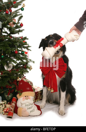 Weihnachten Hund einzigen Erwachsenen Rüden immer einen Knochen präsentieren Studio Stockfoto