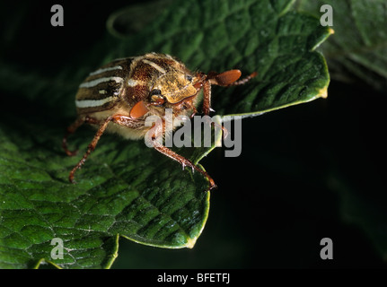 Zehn gesäumten Juni Käfer (Polyphylla Decemlineata), auf Weinblatt im Weinberg in der Nähe von Osoyoos, Britisch-Kolumbien, Kanada Stockfoto