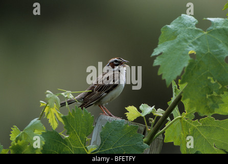 Männliche Lerche Spatz (Chondestes Grammacus) singen im Weinberg in der Nähe von Osoyoos, Britisch-Kolumbien, Kanada Stockfoto