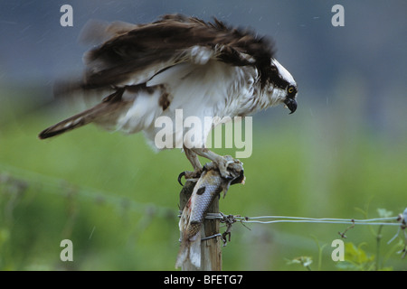 Fischadler (Pandion Haliaetus) mit Fisch und schütteln Regen aus Gefieder in der Nähe von Osoyoos, Britisch-Kolumbien, Kanada Stockfoto