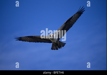 Fischadler (Pandion Haliaetus) während des Fluges in der Nähe von Osoyoos, Britisch-Kolumbien, Kanada Stockfoto