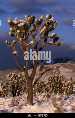 Joshua Tree (Yucca Brevifolia Jaegeriana) im Schnee, Mojave National Preserve, Kalifornien, USA Stockfoto