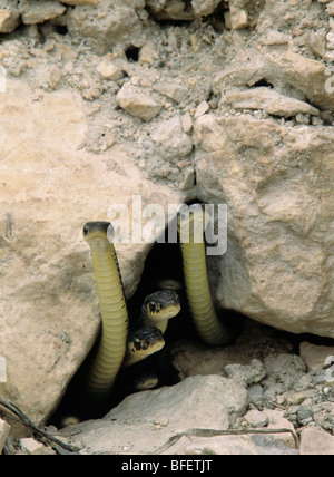 Rot-seitig Strumpfbandnattern (Thamnophis Sirtalis Parietalis) entstehende Hibernakel, Inwood, Manitoba, Kanada Stockfoto