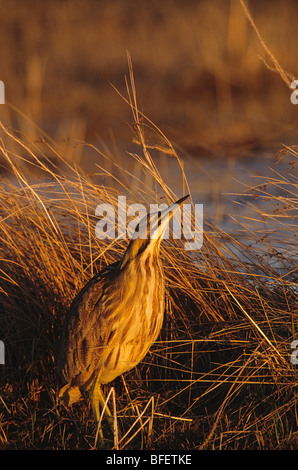 Amerikanische Rohrdommel (Botaurus Lentiginosus), Untiefe See, Manitoba, Kanada Stockfoto