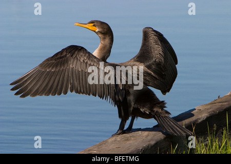 Jungen Doppel-crested Kormoran (Phalacrocorax Auritus) Trocknung Flügel, Gimli, Manitoba, Kanada Stockfoto