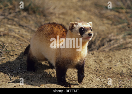 Schwarz – füßiges Frettchen (Mustela Nigripes) im Zuchtprogramm, Bowdoin National Wildlife Refuge, Montana, USA Stockfoto