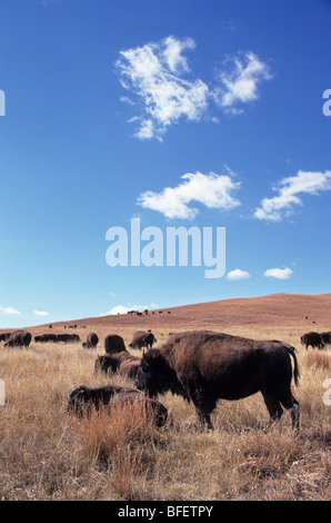 Prärie-Bison (Bison Bison Bison), Custer State Park, South Dakota, USA Stockfoto