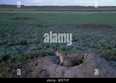 Schwarz-angebundene Präriehund (Cynomys sich) an Burrow, Grasslands National Park, Saskatchewan, Kanada Stockfoto