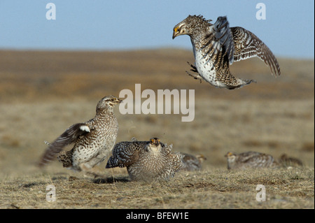 Männliche Sharp-tailed Grouse (Tympanuchus Phasianellus) in Grenzstreitigkeiten auf Lek, Grasslands National Park Saskatchewan Kanada Stockfoto