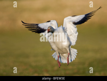 Schneegans (Chen Caerulescens) Landung, Richmond, Britisch-Kolumbien, Kanada Stockfoto