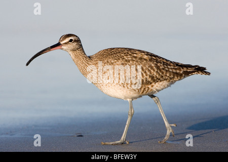 Regenbrachvogel (Numenius Phaeopus), Morro Strand State Beach, Kalifornien, USA Stockfoto