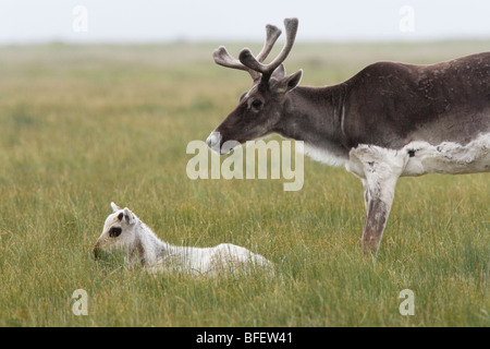 Woodland Caribou und Kalb (Rangifer Tarandus) in der Nähe von St. Shott, Avalon Halbinsel, Neufundland, Kanada Stockfoto