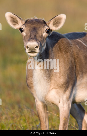 Woodland Caribou (Rangifer Tarandus) in der Nähe von St. Shott, Avalon Halbinsel, Neufundland, Kanada Stockfoto