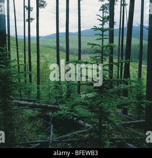 Regenerierte Bereichen Lodgepole Pine (Pinus Contorta) Betrachtung durch alten Waldbestands in Ausläufern der Rocky Mountains in der Nähe von H Stockfoto