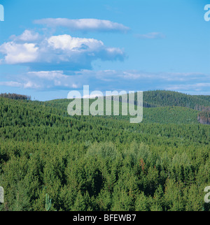 Neue zweite Waldbestands der Lodgepole Pine (Pinus Contorta) in den Ausläufern der Rocky Mountains nahe Hinton, Alberta, Kanada Stockfoto