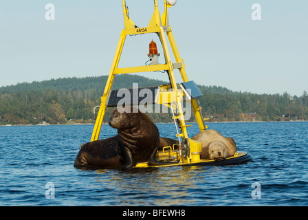 Kalifornischen Seelöwen (Zalophus Californianus) migrieren jeden Winter zum Saanich Inlet in der Nähe von Victoria Vancouver Island britische Columb Stockfoto