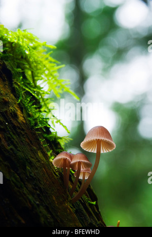 Im Herbst Pilze zieren den Waldboden in Francis/King Regional Park in der Nähe von Victoria, Vancouver Island, British Columbia, Kanada Stockfoto