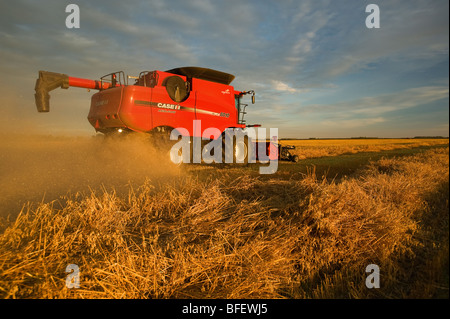 Ein Mähdrescher funktioniert auf eine Ernte gewendetem Hafer (Avena Sativa) in der Nähe von Dugald, Manitoba, Kanada Stockfoto