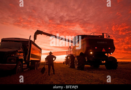 Landwirt steht mit einer Schaufel bei Sonnenuntergang, wie ein Mähdrescher Hafer (Avena Sativa) in einen LKW während der Ernte in der Nähe von Dugald leert Stockfoto