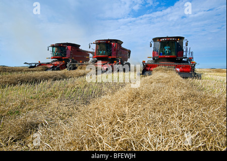 Drei vereinen Erntemaschinen arbeiten in einem Raps-Feld in der Nähe von Dugald, Manitoba, Kanada Stockfoto