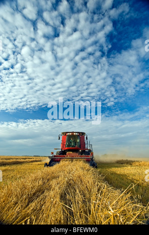 Ein Mähdrescher erntet gewendetem Hafer in der Nähe von Dugald, Manitoba, Kanada Stockfoto
