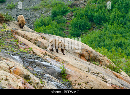 Mutter und junge weibliche Grizzlybären (Ursus Arctos Horribilis) absteigend eine Felsformation genannt ein Roche-Moutonnee erstellt von Stockfoto