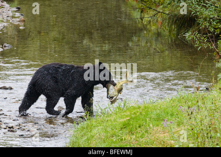 Erwachsene Schwarzbären (Ursus Americanus) mit Chum Salmon es gerade gefangen hat, Fish Creek, Tongass National Forest, Alaska, USA Stockfoto