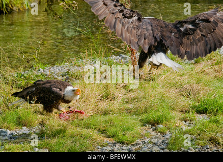Erwachsenen Weißkopf-Seeadler (Haliaeetus Leucocephalus) Berufung auf eine sich nähernde Adler, Fish Creek, Tongass National Forest, Alaska, USA Stockfoto
