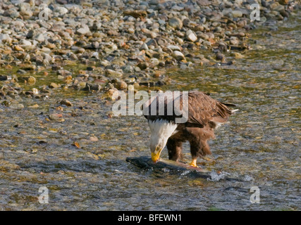 Erwachsenen Weißkopf-Seeadler (Haliaeetus Leucocephalus) ernähren sich von Chum Salmon, Fish Creek, Tongass National Forest, Alaska, USA Stockfoto