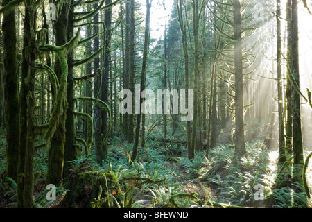 Sonne durch Wald in Golden Ears Provincial Park in Maple Ridge, British Columbia, Kanada Stockfoto