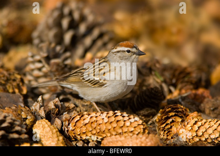 Chipping Sparrow (Spizella Passerina) sitzen auf Kiefer Kegel, Saskatchewan, Kanada Stockfoto