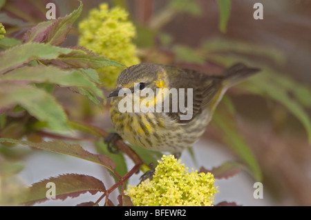 Cape kann Grasmücke (Dendroica Tigrina) auf älteren Baum (Sambucus Nigra) im Warman, Saskatchewan, Kanada Stockfoto