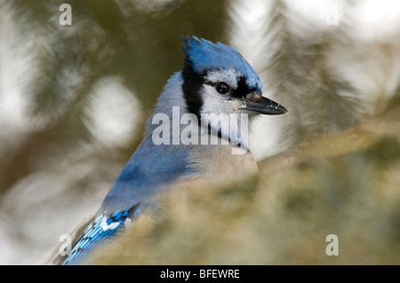 Blauhäher (Cyanocitta Cristata) sitzt im verschneiten Fichte, Saskatchewan, Kanada Stockfoto