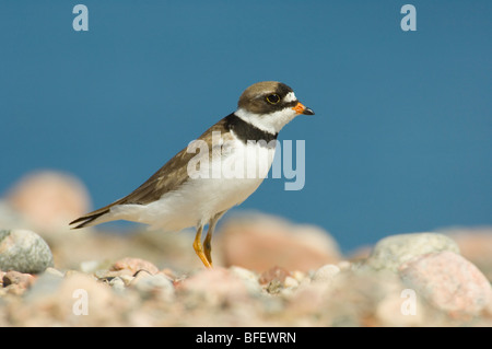 Semipalmated-Regenpfeifer (Charadrius Semipalmatus) stehen auf Kiesstrand in der Nähe von einem Esker Teich Whitefish Lake Nordwestgegenden C Stockfoto