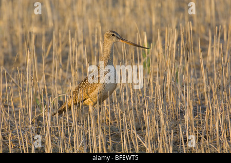 Marmorierte Uferschnepfe (Limosa Fedoa) stehen im Weizen Stoppelfeld, Great Sand Hills, Saskatchewan, Kanada Stockfoto