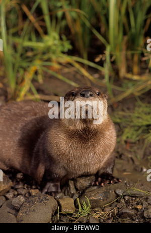 Fischotter (Lutra Canadensis) nahe dem Rand eines Baches Ausläufern, Montana, USA Stockfoto