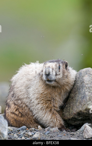 Hoary Murmeltier (Marmota Caligata) Erwachsenen ist eine Art von Marmot, die Berge Nordwesten Nordamerikas bewohnt. größte populat Stockfoto