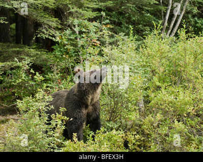 Grizzly Bär (Ursus Arctos Horribilis) Erwachsenen nimmt sich eine Auszeit von der Fütterung um Luft für Gefahr Duft.  Heidelbeeren (Vaccinium corymbo Stockfoto