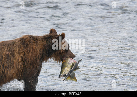 Grizzly Bär (Ursus Arctos Horribilis) Erwachsener mit Chum (Oncorhynchus Keta) Lachs männlich. Während Lachs laichen in Küstengebieten griz Stockfoto