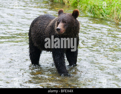 Grizzly Bär (Ursus Arctos Horribilis) Jugendkriminalität... Tongass National Forest Alaska Vereinigte Staaten von Amerika. Stockfoto