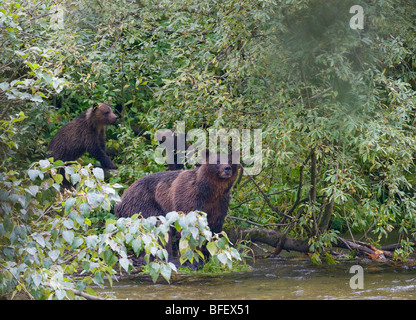 Grizzly Bär (Ursus Arctos Horribilis) Erwachsene weibliche und Nachkommen. Stockfoto