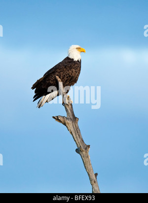 Weißkopfseeadler auf einem Baum am Blackwater National Wildlife Refuge in Maryland USA Stockfoto